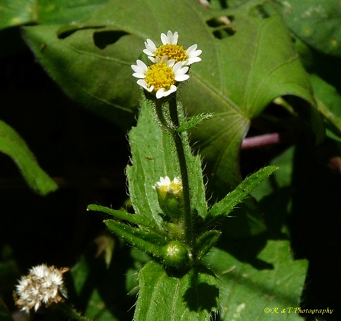 {Galinsoga quadriradiata}